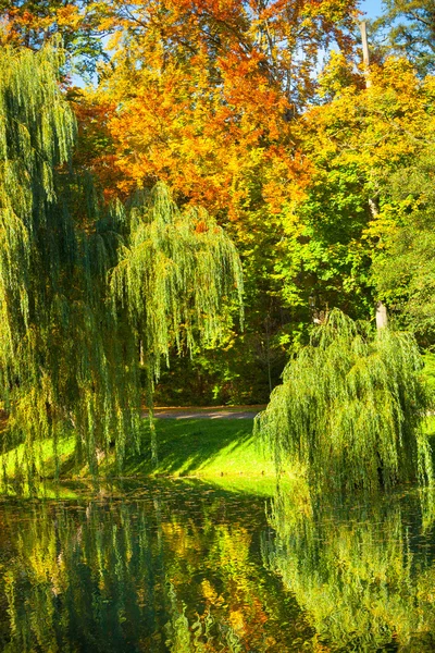 Lake, weeping willows — Stockfoto