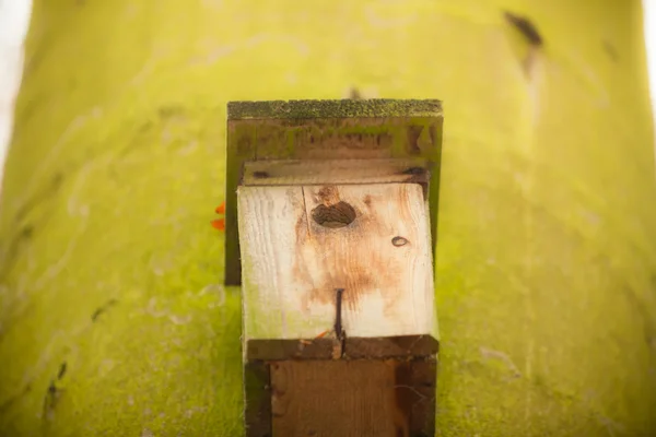 Pajarera en el árbol en el bosque — Foto de Stock