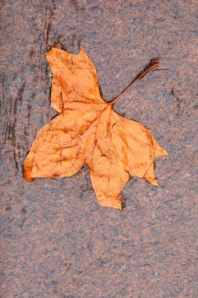 Islak akçaağaç yaprağı — Stok fotoğraf