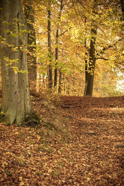 Vacker park i höstens färger — Stockfoto