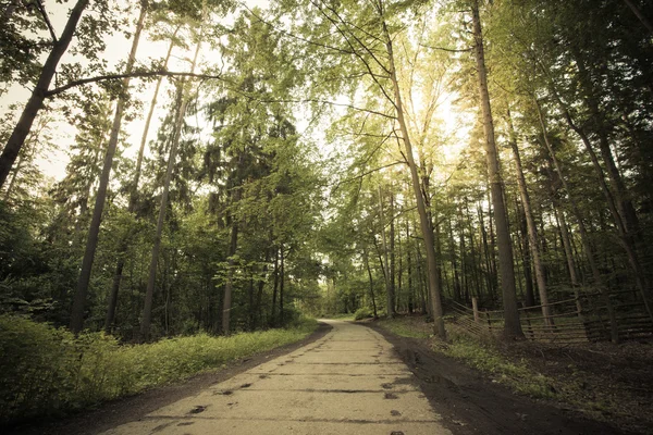 Country road in the forest. — Stock Photo, Image