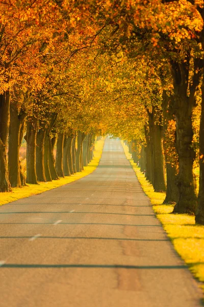 Road running through tree alley. — Stock Photo, Image