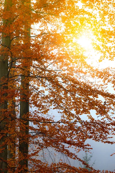 Arbres et feuilles d'automne. — Photo