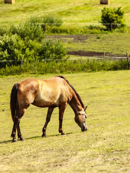 Étalon de cheval brun . — Photo