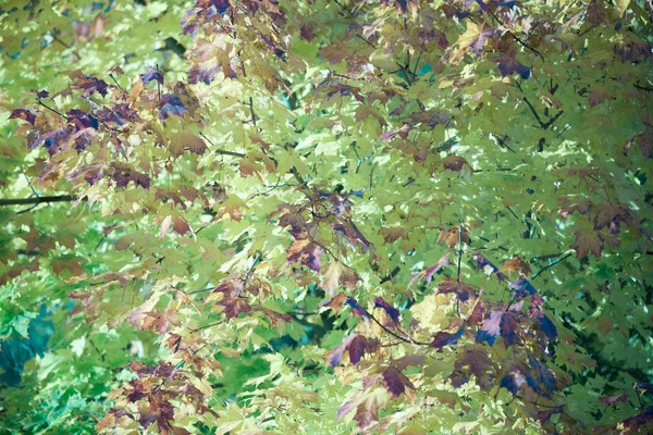明亮的绿色的树叶 — 图库照片