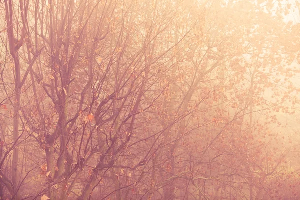 Heldere herfstbladeren — Stockfoto