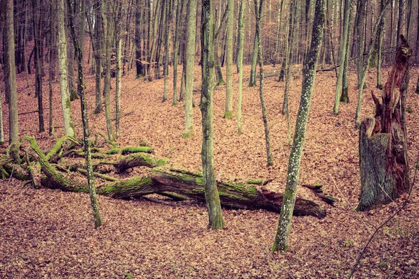 Podzimní les se stromy — Stock fotografie