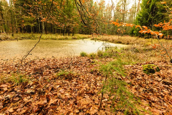 Floresta com água parada . — Fotografia de Stock