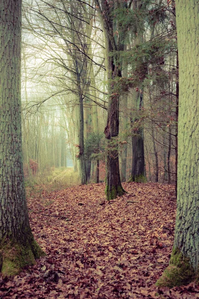 Venkovská cesta v lese za mlhavého dne — Stock fotografie