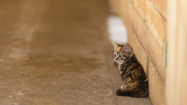 Little cute kitten kitty cat pet animal. — Stock Photo, Image