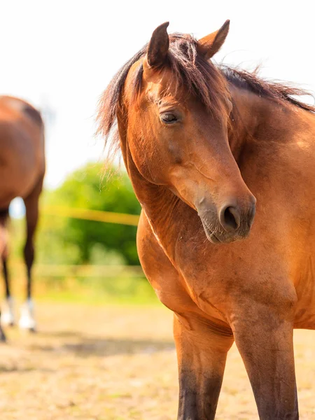 雄大な優雅な茶色の馬のクローズ アップ — ストック写真