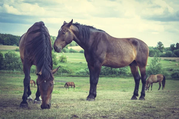 Величні витончені коричневі коні на лузі . — стокове фото