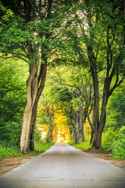 Sidewalk alley path with trees in park. — Stock Photo, Image