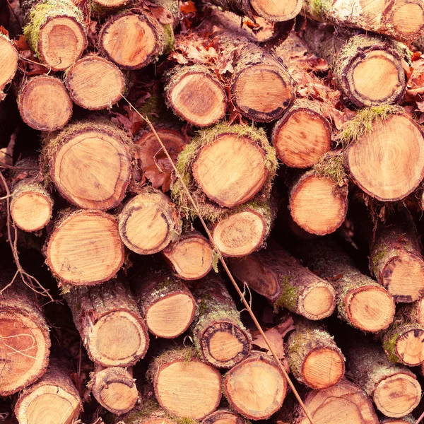 Frisch gefällte Baumstämme — Stockfoto