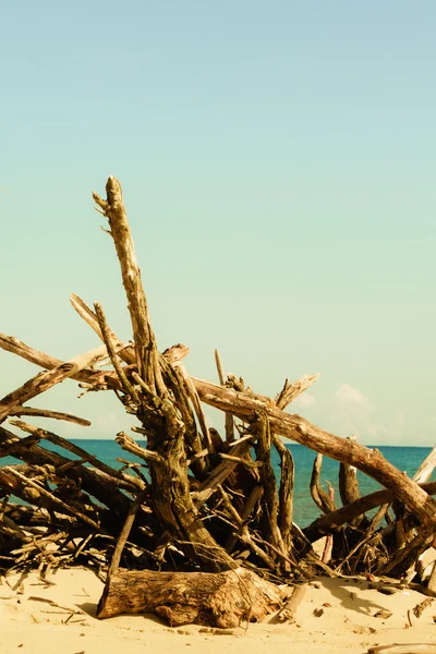 Branches of  tree on beach — Stock Photo, Image