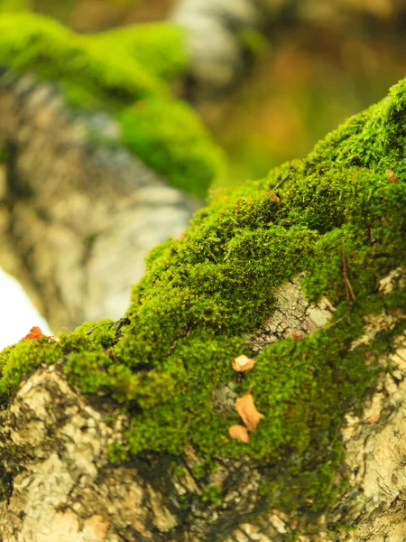 Albero coperto di muschio verde — Foto Stock
