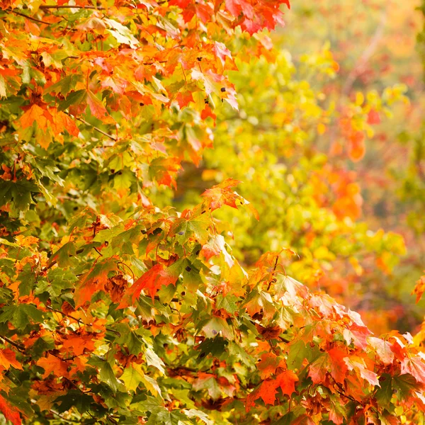 Heldere herfstbladeren — Stockfoto