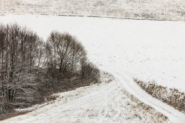 Stromy pokryté bílým čerstvý sníh. — Stock fotografie