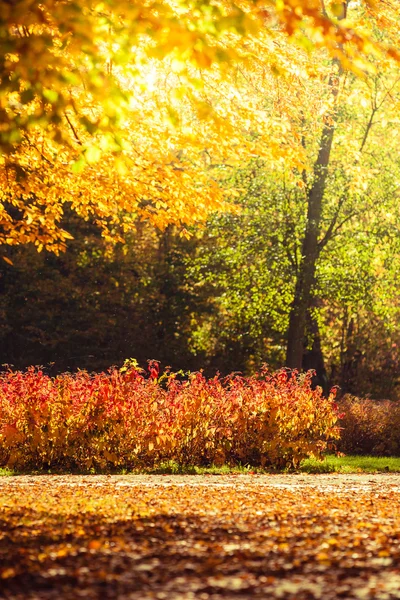 Bomen in stadspark — Stockfoto