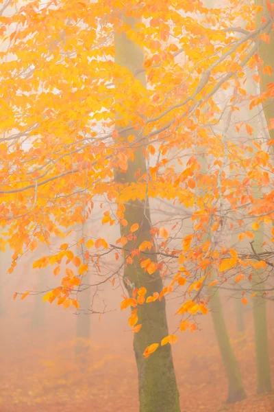 Prachtig park in heldere kleuren van de herfst — Stockfoto