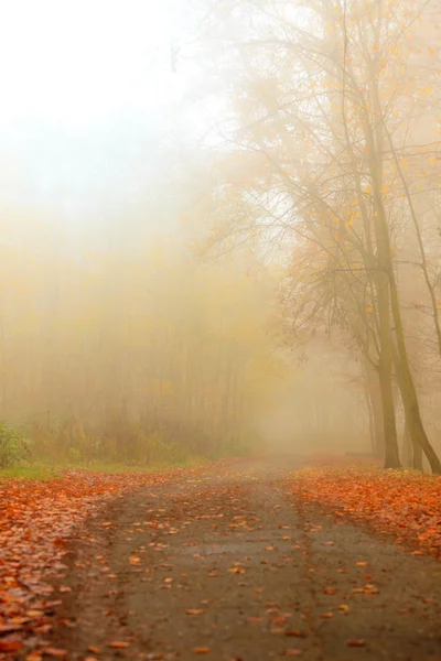 Percorso attraverso il nebbioso parco autunnale — Foto Stock