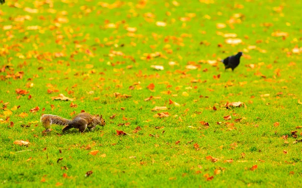 Šedá veverka v podzimním parku — Stock fotografie