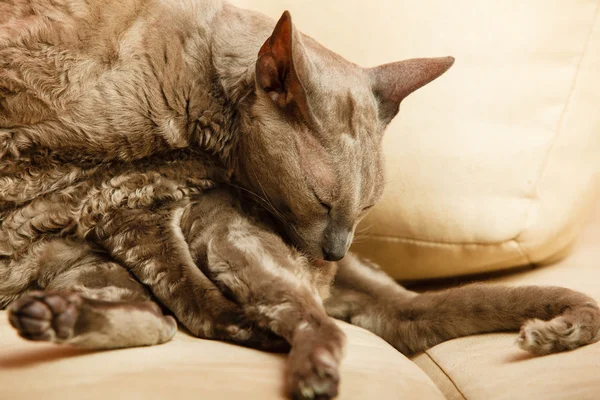 Kedi kanepede rahatlatıcı — Stok fotoğraf