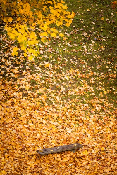Лавка і кленове листя — стокове фото
