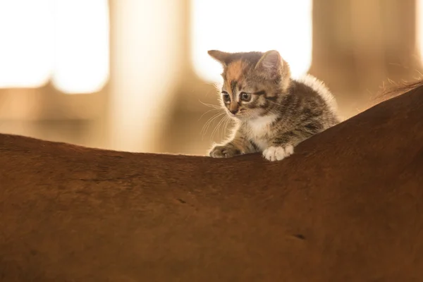 Little kitten kitty cat animal on horse horseback — Stock Photo, Image