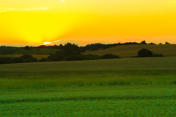 Beau coucher de soleil sur un champ de printemps — Photo