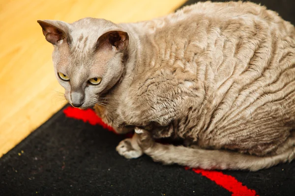 집에 동물이 있다. 이집트의 마우 고양이 — 스톡 사진