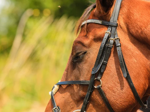 Vértes fenséges kecses barna ló — Stock Fotó