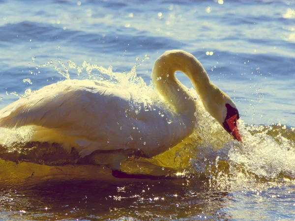 Swan swimming in sea ocean water. — Stock Photo, Image