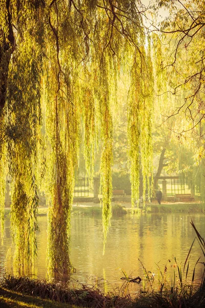 池と柳の木がある公園 — ストック写真