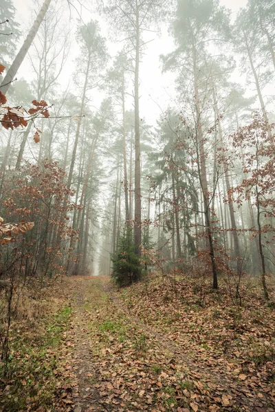 霧の多い秋の森を抜ける道 — ストック写真