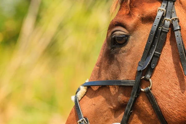 Nahaufnahme des majestätischen anmutigen braunen Pferdes — Stockfoto