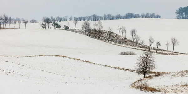 Árboles en el campo cubiertos de nieve. Paisajes de invierno — Foto de Stock