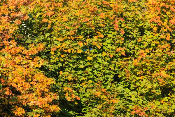 Cadere alberi giallo arancio foglie natura fondo — Foto Stock