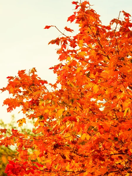 Podzimní listí na podzim stromy přírodní pozadí — Stock fotografie