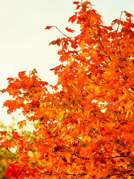 Autumn leaves fall trees nature background — Stock Photo, Image