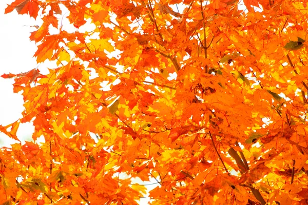 Autunno foglie caduta alberi natura sfondo — Foto Stock