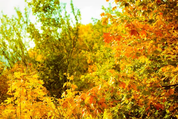 秋天的树叶秋天树木自然背景 — 图库照片