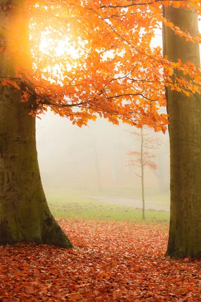 Prachtig park in heldere kleuren van de herfst — Stockfoto