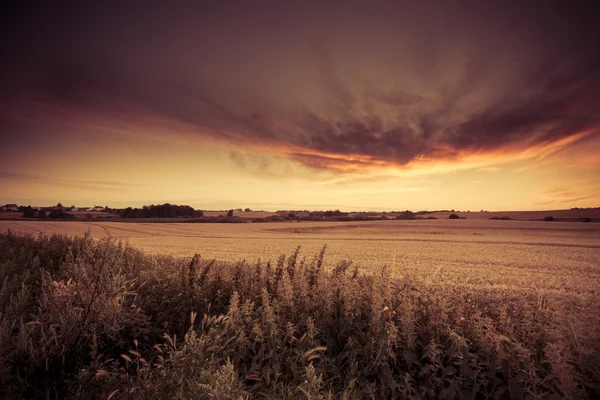 Закат над летним полем — стоковое фото