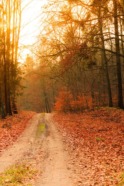 Estrada de campo com folhas de laranja — Fotografia de Stock