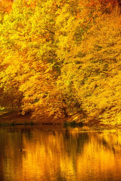 Eau avec arbres d'automne dans le parc — Photo