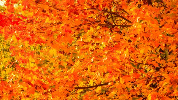 Autunno foglie caduta alberi natura sfondo — Foto Stock