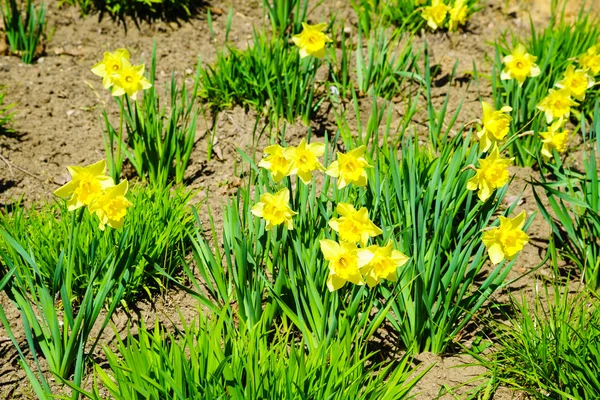 Yellow daffodils flowers in garden. Nature. — Stock Photo, Image