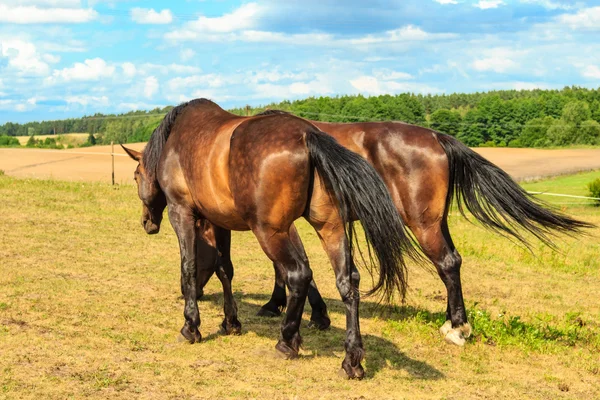 Величні витончені коричневі коні на лузі . — стокове фото