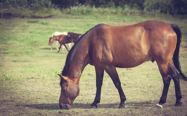 Majestuoso caballo marrón agraciado en el prado . —  Fotos de Stock